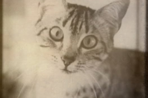 semaine_E_Guinot