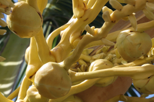 Schmilblick, le retour