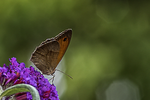 Papillon 
