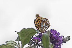 papillon du jour