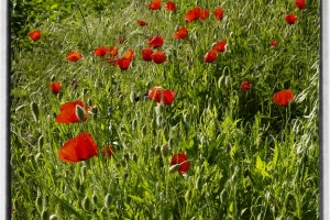 Coquelicots_1