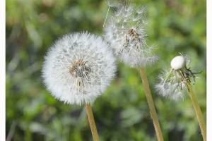 Fleurs des champs_4