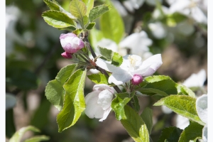 Les fleurs de mon jardin_11