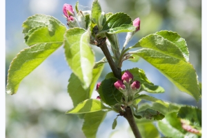 Les fleurs de mon jardin_12