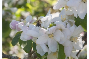 Les fleurs de mon jardin_13