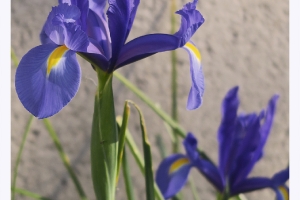 Les fleurs de mon jardin_1