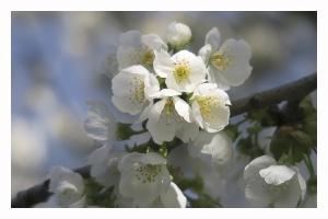 Les fleurs de mon jardin_2