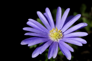 Les fleurs de mon jardin_4