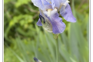 Les fleurs de mon jardin_4