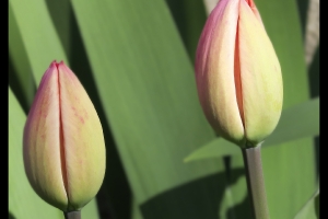 Les fleurs de mon jardin_5