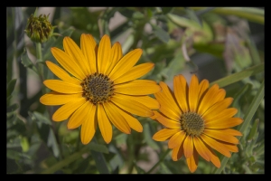 Les fleurs de mon jardin_6