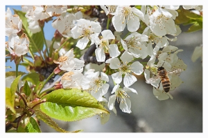 Les fleurs de mon jardin_7