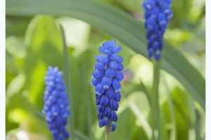 Les fleurs de mon jardin_9