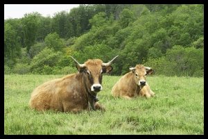 Les vaches de mon voisin_1