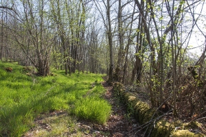 Promenons-nous dans les bois_1