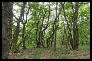 Promenons-nous dans les bois_2