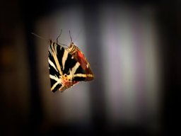 Galeries adhérents &raquo; Pascale Milliet