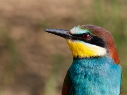 Galeries adhérents &raquo; Philippe Contassot