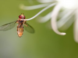 2019 national 1 nature papier