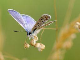 2019 regional ip nature