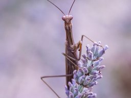 2021 national 1 nature papier