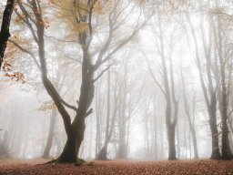 2021 regional auteur ip