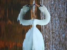 2021 regional ip nature