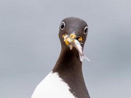 2023-national-1-nature-papier