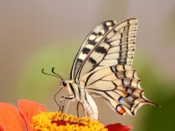 2023-regional-nature-ip