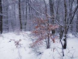 2024 Regional Auteur papier