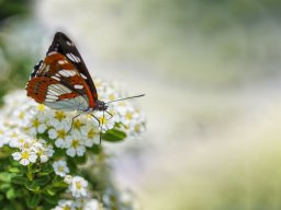 2024 Regional IP Nature