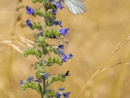 2024 Regional Nature Papier