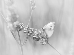 2024 Regional Papier monochrome