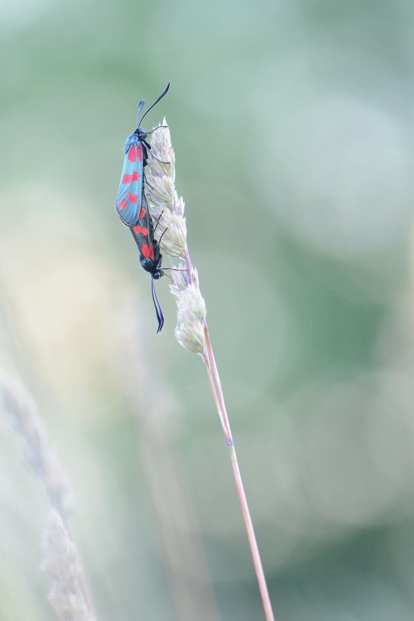 photo_11