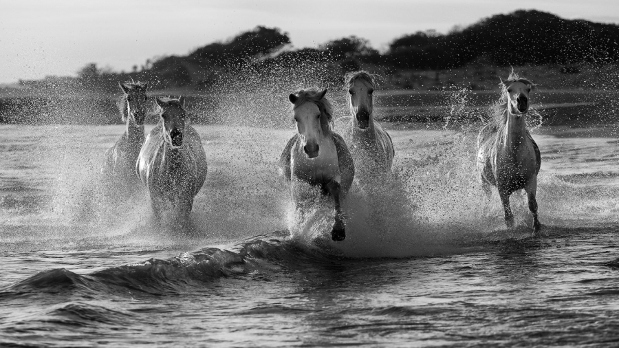 Camarguais en mer