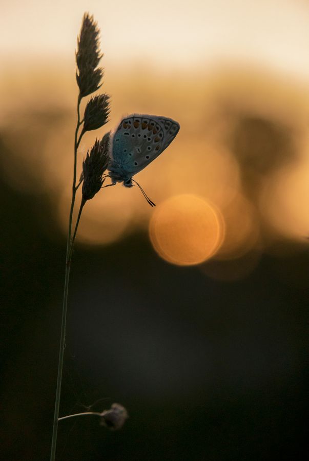 lueur crepusculaire