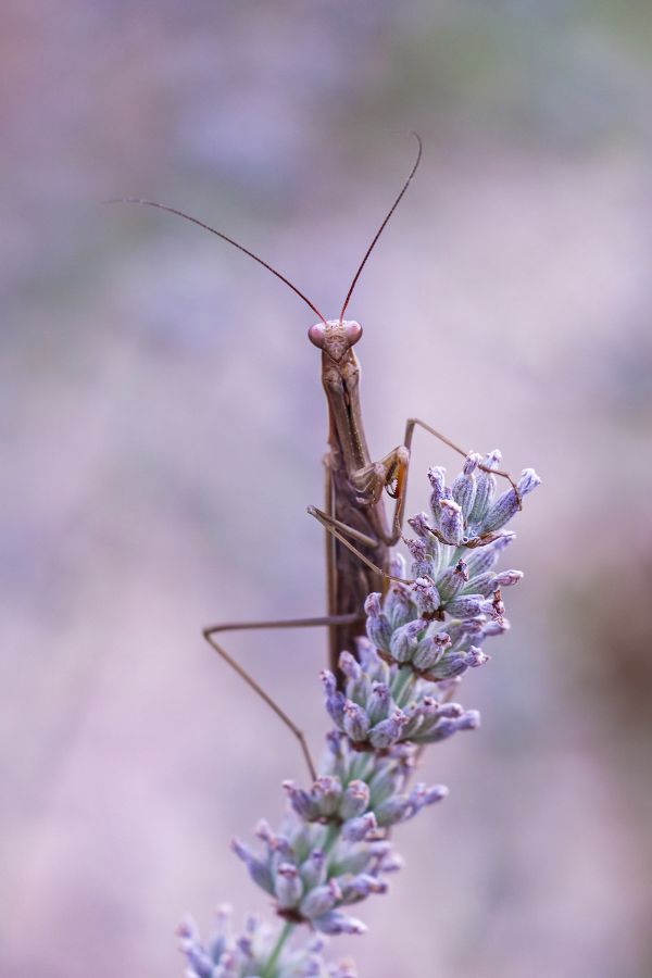 Mante à lavande