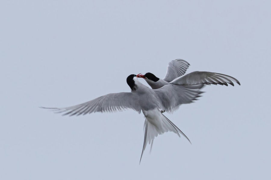 Tango aérien