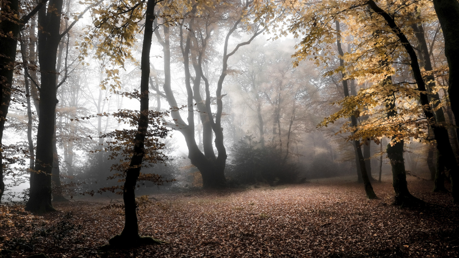 Brume sur Bibracte 03