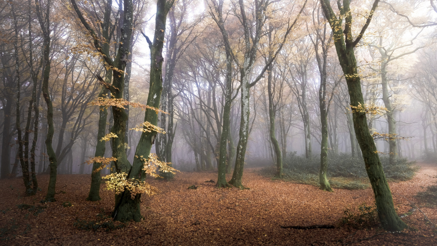 Brume sur Bibracte 04