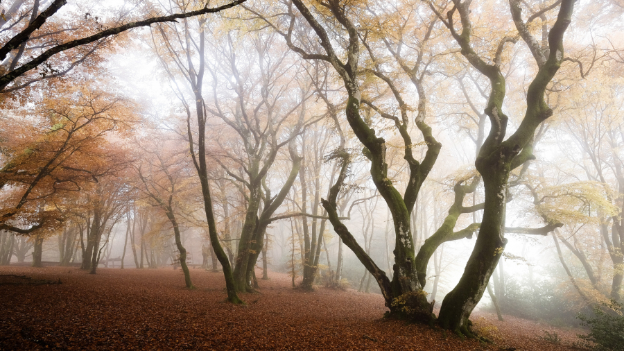 Brume sur Bibracte 05