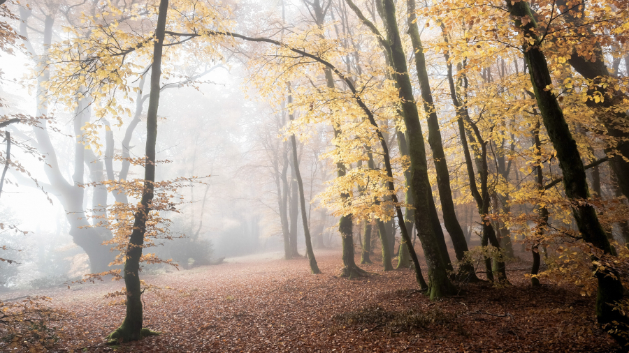 Brume sur Bibracte 07