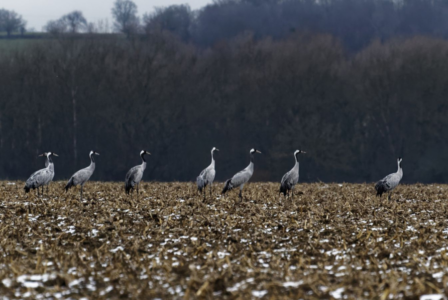 grues cendrées