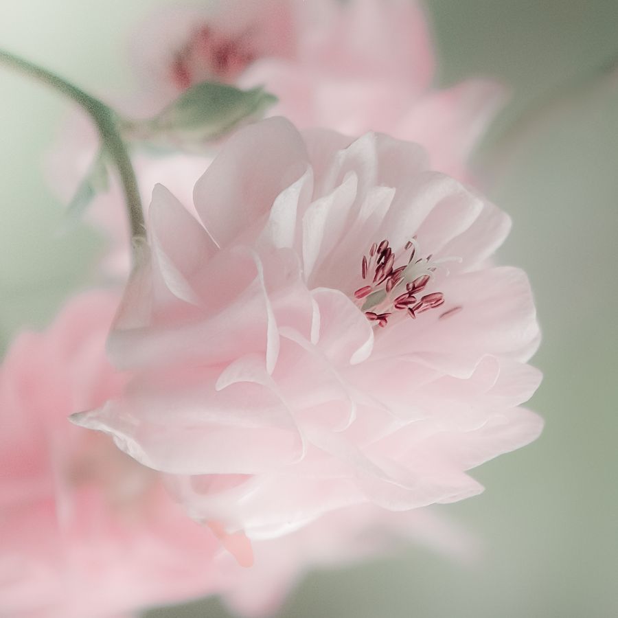 Pastel