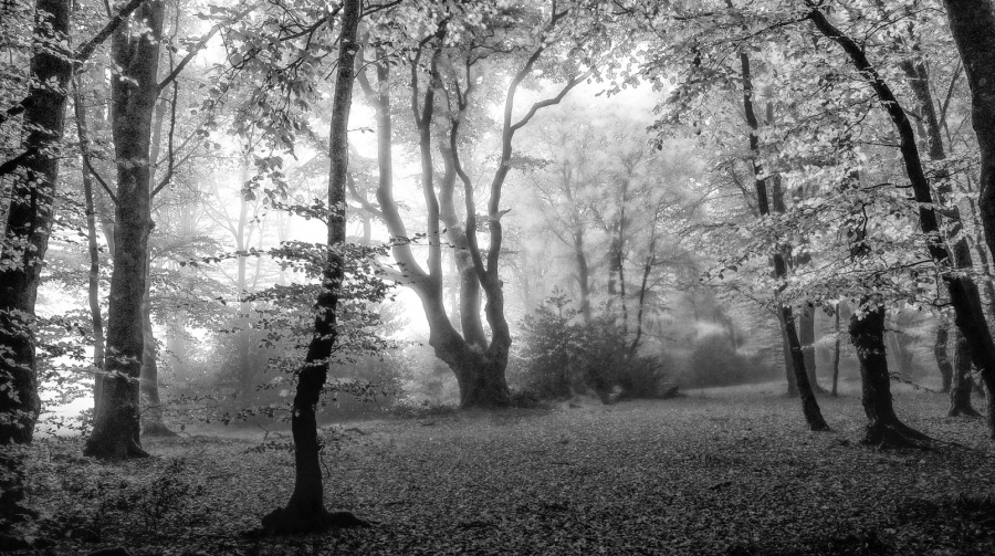 Automne en forêt