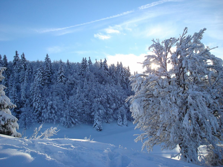 Brun de lumière sur la neige
