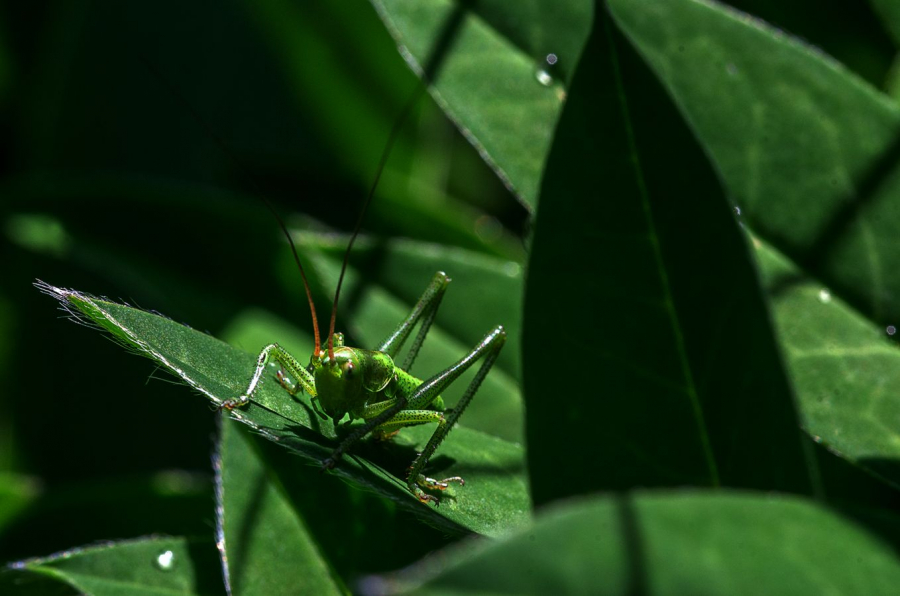Camouflage