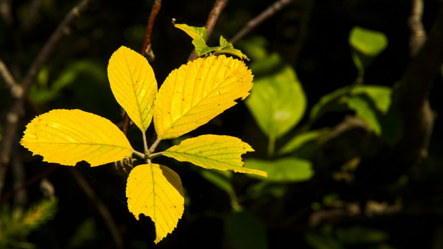Explosion jaune