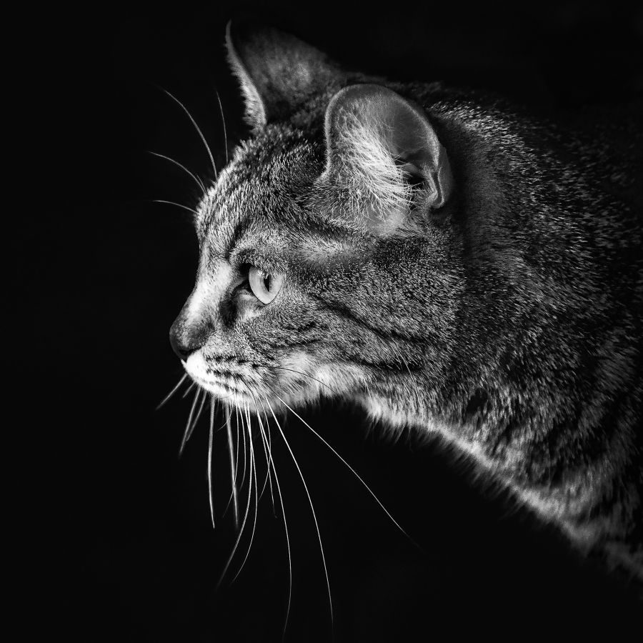 En mode portrait