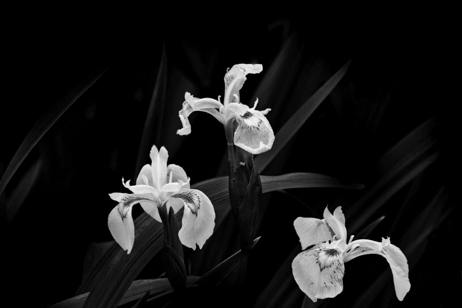 Iris d'eau